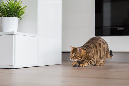 A brown tabby cat crouching and stalking indoors, ready to pounce.